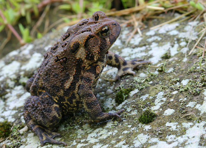 American Toad